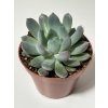 Echeveria pilosa
