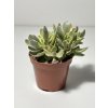 Crassula swaziensis variegata