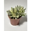 Crassula swaziensis variegata