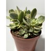 Crassula swaziensis variegata