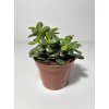 Crassula ovata ‘Minor’ (8,5 cm)