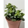 Crassula ovata ‘Minor’ (8,5 cm)