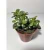 Crassula ovata ‘Minor’ (8,5 cm)
