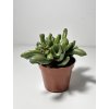 Crassula ovata 'Hobbit' (8,5cm)