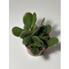 Crassula ovata – strom peněz (8,5 cm)