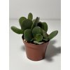 Crassula ovata – strom peněz (8,5 cm)