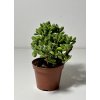 Crassula rogersii