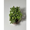 Crassula rogersii