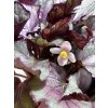 Begonia Beleaf® 'Maori Haze'
