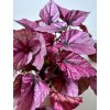 Begonia Beleaf® ‘Indian Summer’