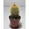 Eriocactus leninghausii