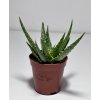 Aloe juvenna