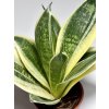 Sansevieria trifasciata 'Golden Hahnii'