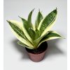 Sansevieria trifasciata 'Golden Hahnii'
