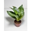 Sansevieria trifasciata 'Black dragon'