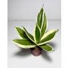 Sansevieria trifasciata ‘Canary’