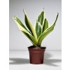 Sansevieria trifasciata ‘Canary’
