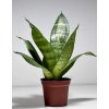 Sansevieria trifasciata 'Green Hahnii'