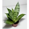 Sansevieria trifasciata 'Green Hahnii'
