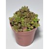 Sedum rubrotinctum 'Mini Jelly Bean'