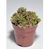 Sedum rubrotinctum 'Mini Jelly Bean'
