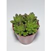Sedum rubrotinctum 'Jelly Bean'