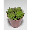 Sedum rubrotinctum 'Jelly Bean'