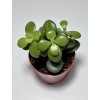 Crassula ovata ‘Minor’ (5,5 cm)