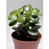 Crassula ovata ‘Minor’ (5,5 cm)