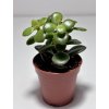 Crassula ovata ‘Minor’ (5,5 cm)