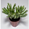 Crassula ovata 'Hobbit' (5,5cm)