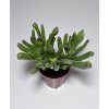 Crassula ovata 'Hobbit' (5,5cm)