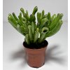 Crassula ovata 'Hobbit' (5,5cm)