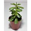 Crassula ovata – strom peněz (5,5 cm)