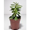 Crassula ovata – strom peněz (5,5 cm)