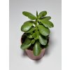 Crassula ovata – strom peněz (5,5 cm)