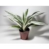 Dracaena fragrans 'Warneckii'