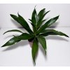 Dracaena fragrans 'Janet Craig'