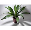 Dracaena fragrans 'Janet Craig'