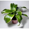 Dracaena fragrans 'Dorado'