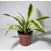 Dracaena fragrans 'Lemon Lime'