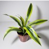 Dracaena fragrans 'Lemon Lime'
