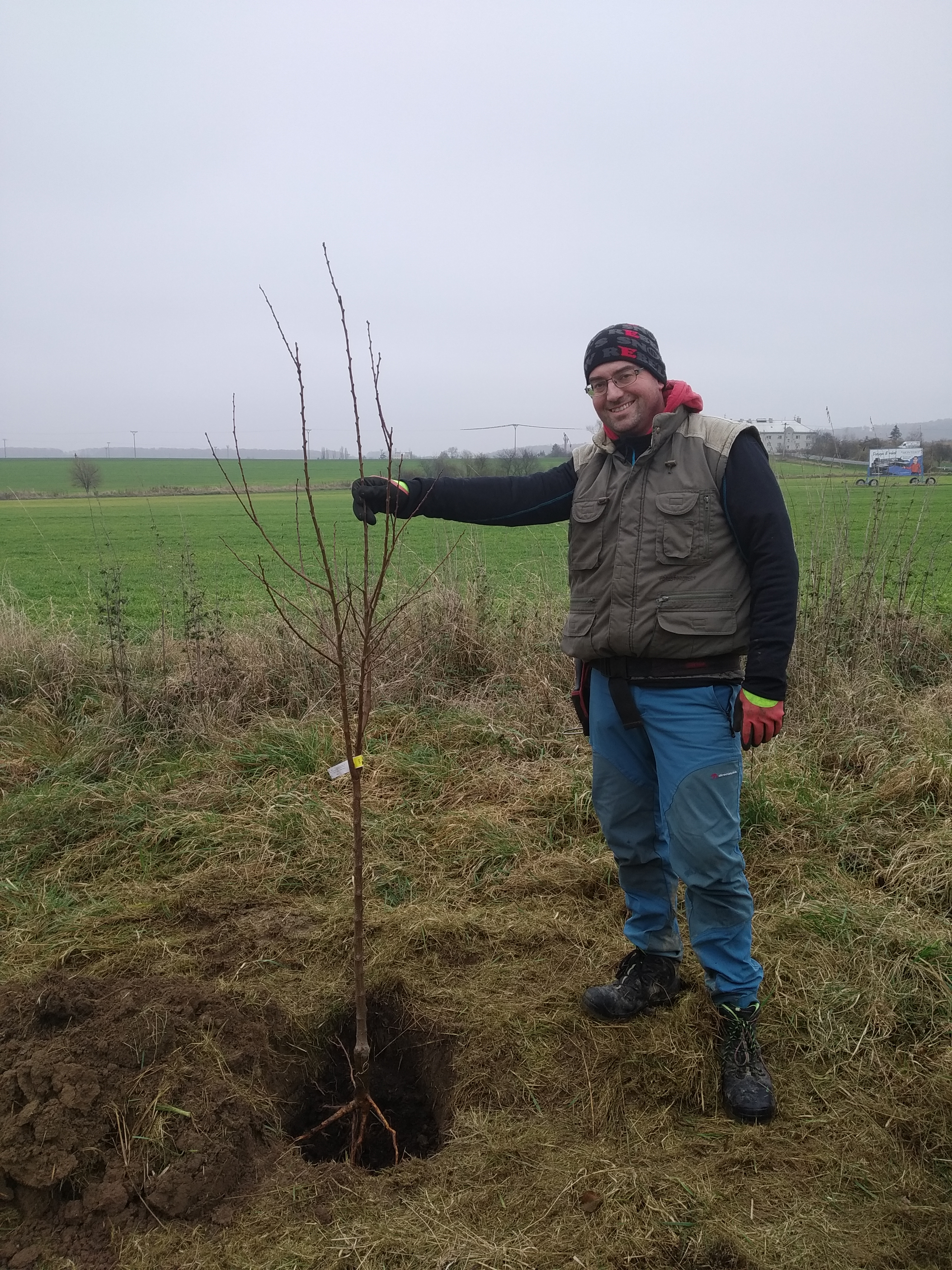 Jak zasadit ovocný strom