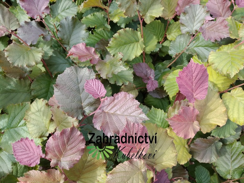 Líska červenolistá - Corylus avellana 'Red Zeller'