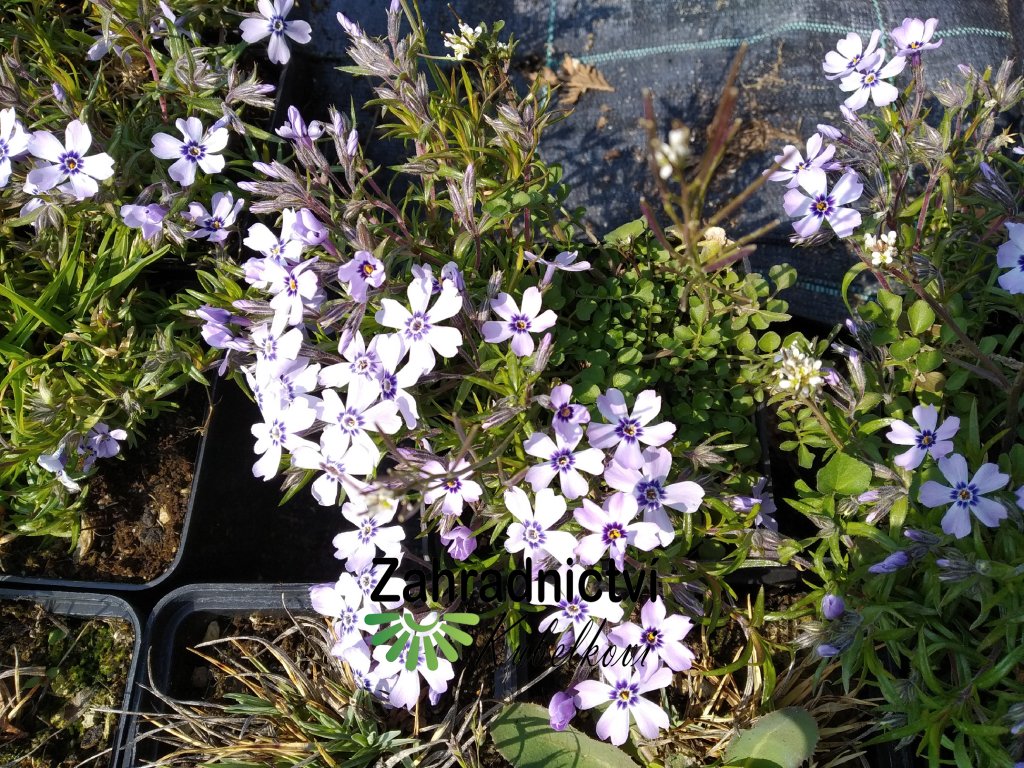 Plamenka šídlolistá - Phlox subulata - modrá