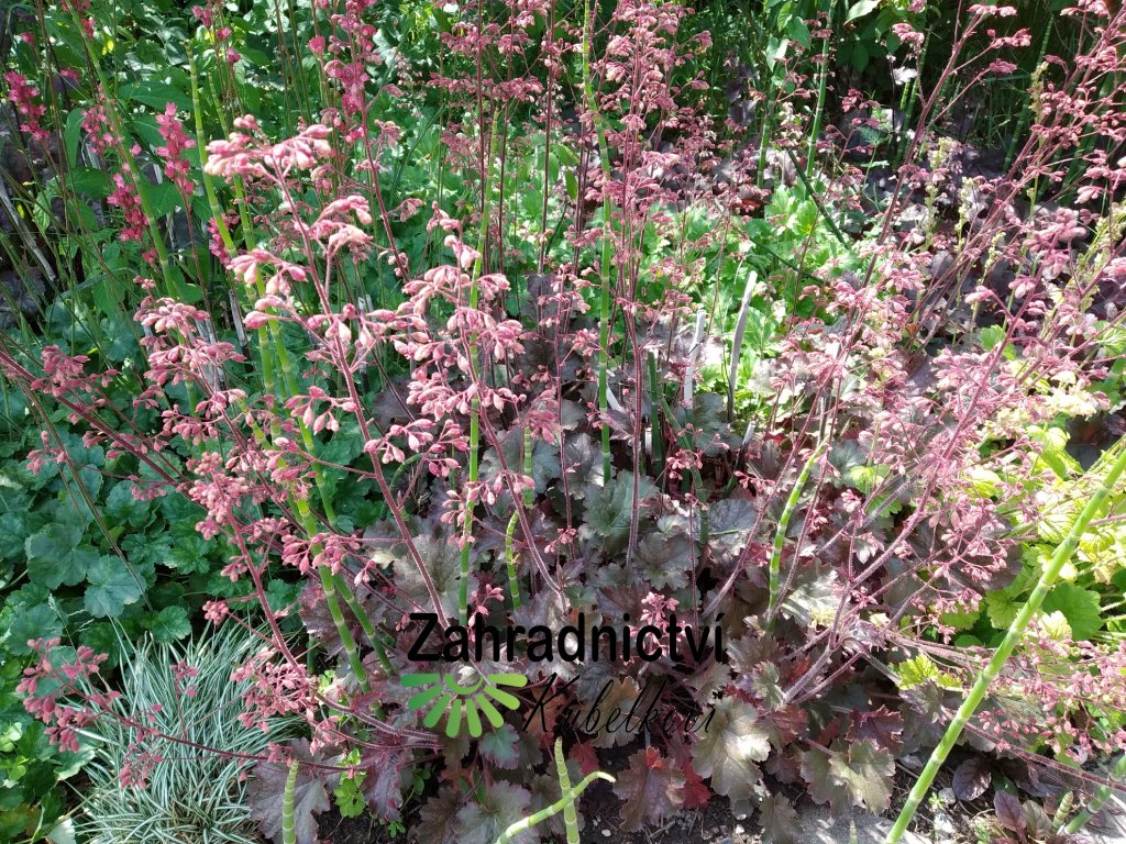 Dlužicha červenolistá - Heuchera