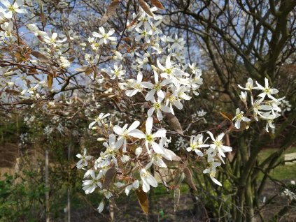 Muchovník Lamarkův - Amelanchier lamarckii 'Amela PBR'