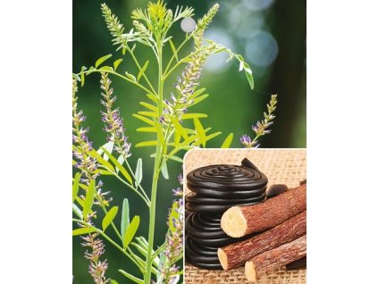 Glycyrrhiza glabra LÉKOŘICE LYSÁ2