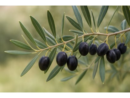 Olivovník evropský PRODROMOS