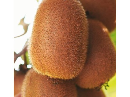 Kiwi HERMA (A. hybrida) samosprašné2